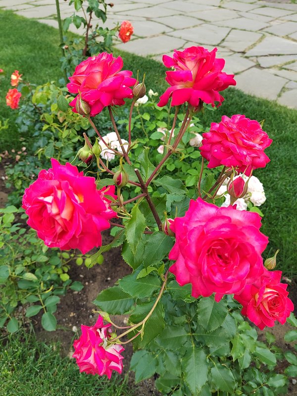 https://i.postimg.cc/vHkfj0B7/206-IMG-20250717-120010.jpg