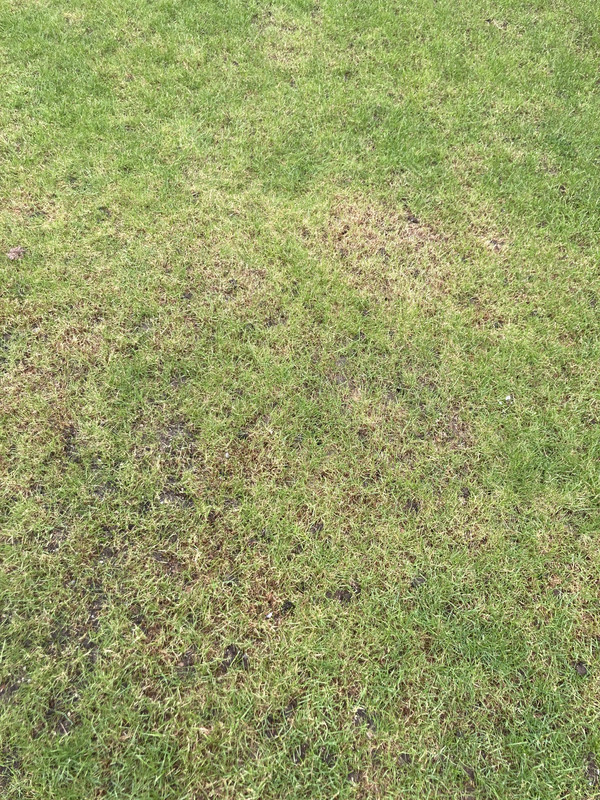 lawn 4