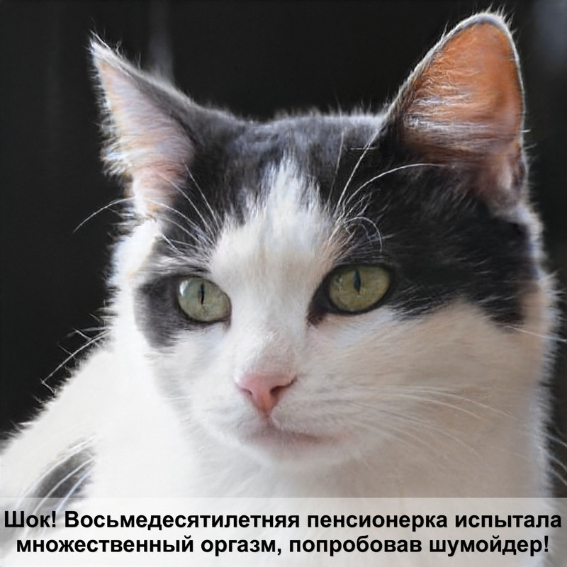 британская кошка картинки