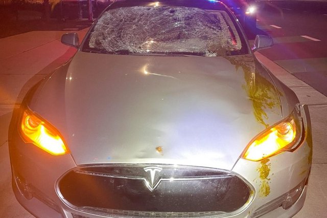 Loose-cow-in-California-breaks-windshield-poops-on-Tesla (1)