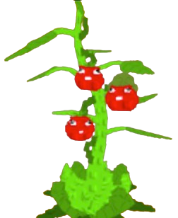 Tomatrio Seed