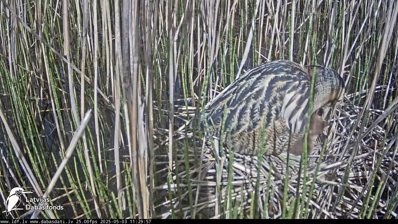 LDF Lielais dumpis (Botaurus stellaris) Zemītes pagastā 18-22-12 screenshot