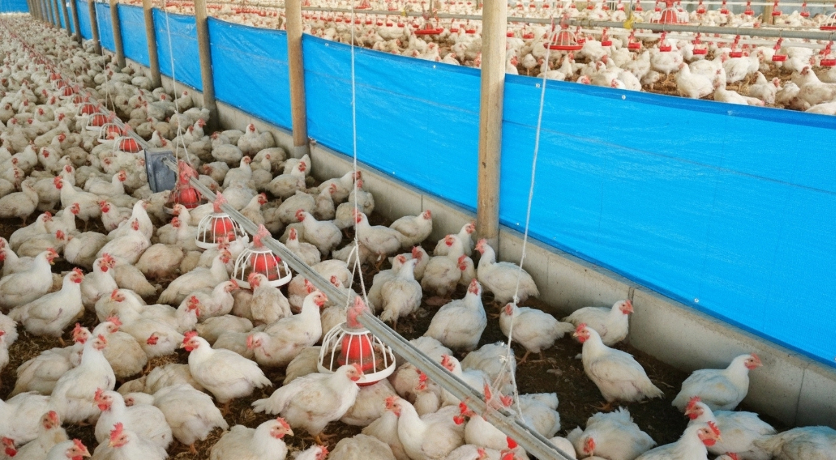 Ventilation system integrated with poultry house roofing