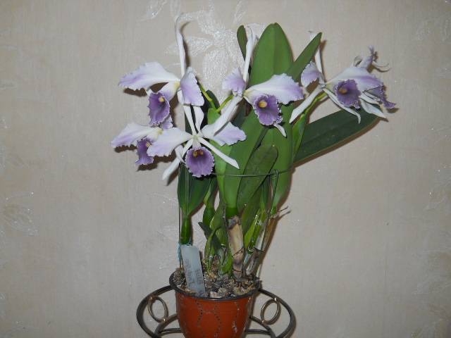 DSCN6828