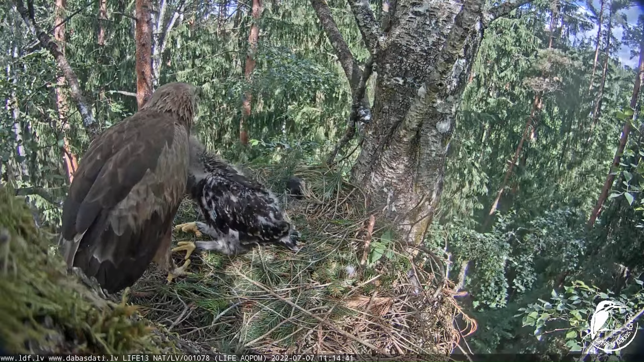 LDF Mazais ērglis (Clanga pomarina), ligzda bērzā 12-20-31 screenshot