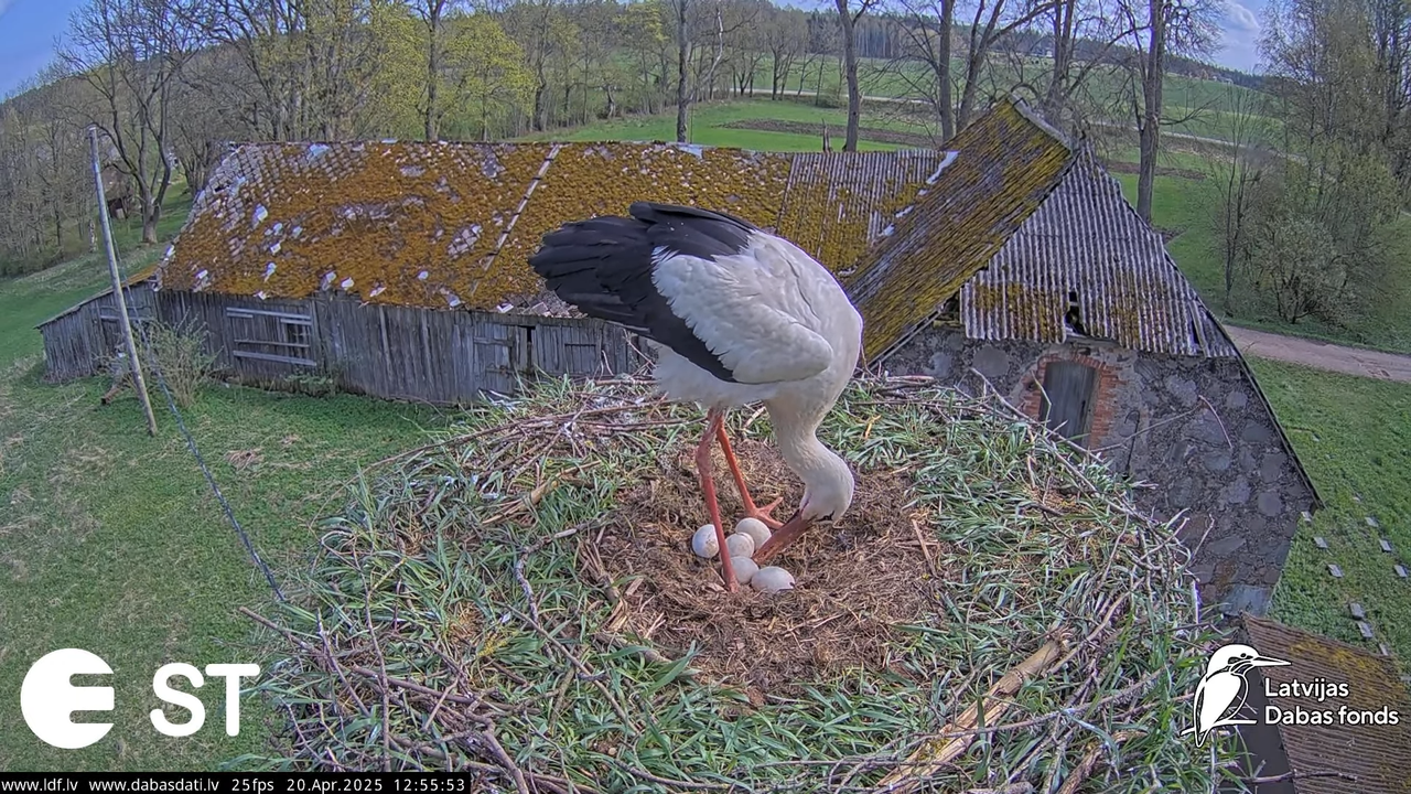 (42) Baltie stārķi (Ciconia ciconia) Tukuma novadā __ White storks in Tukums, Latvia - YouTube - 911