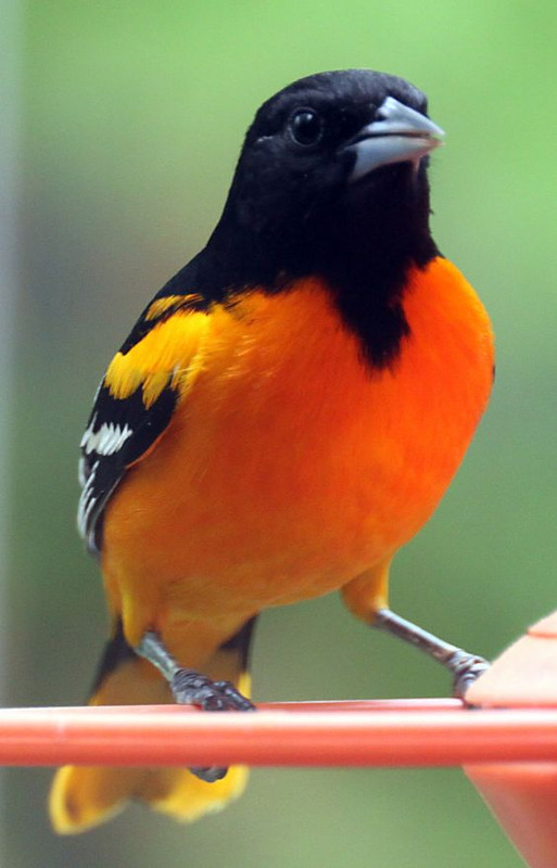 orangefluffybird.jpg