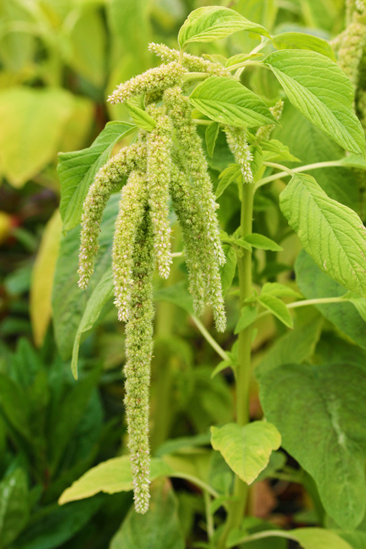 amaranthus_caudatus_emerald_tassels_01