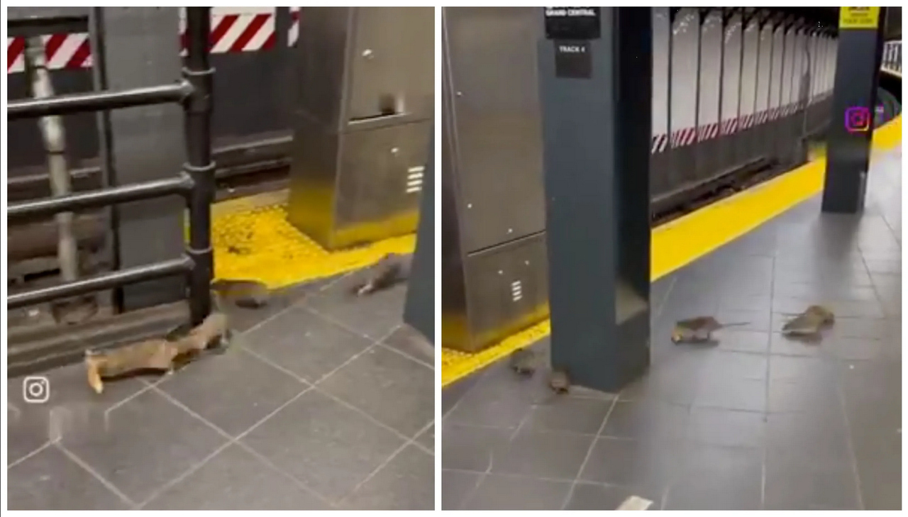 ¡Terror en el metro! Ratas protagonizan épica pelea por pizza en Nueva York