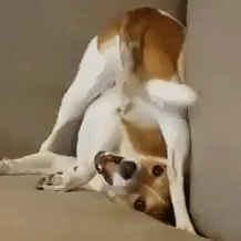 need-a-smile-09.gif