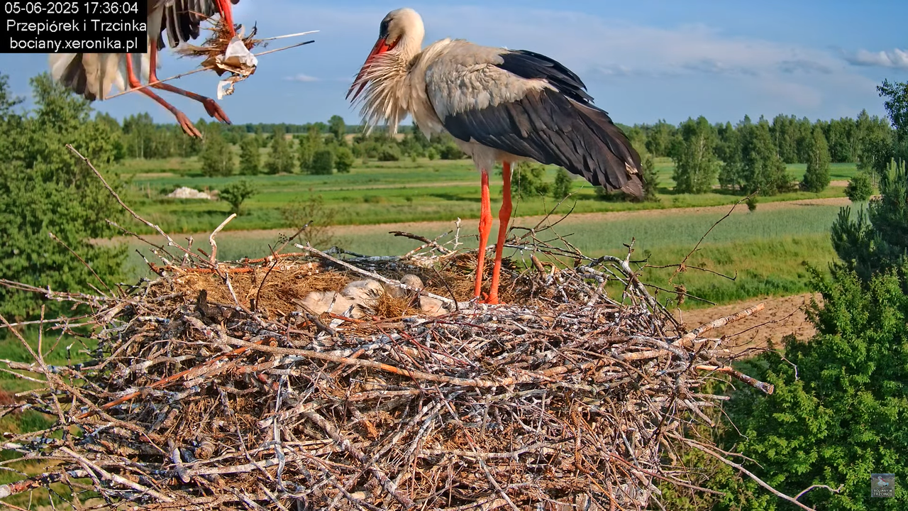 05062025bociany47