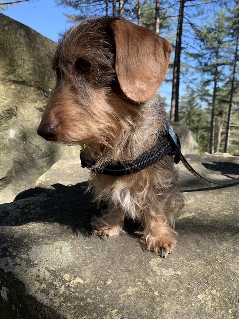 [Image: 783-DC6-D3-8108-41-FE-813-E-28-AD9-C6-E2766.jpg]