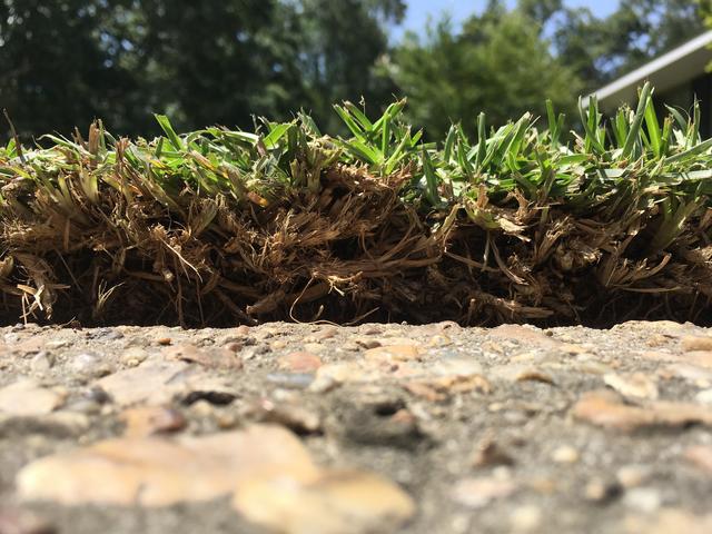 How To Dethatch A Centipede Lawn / Help With Centipede Grass