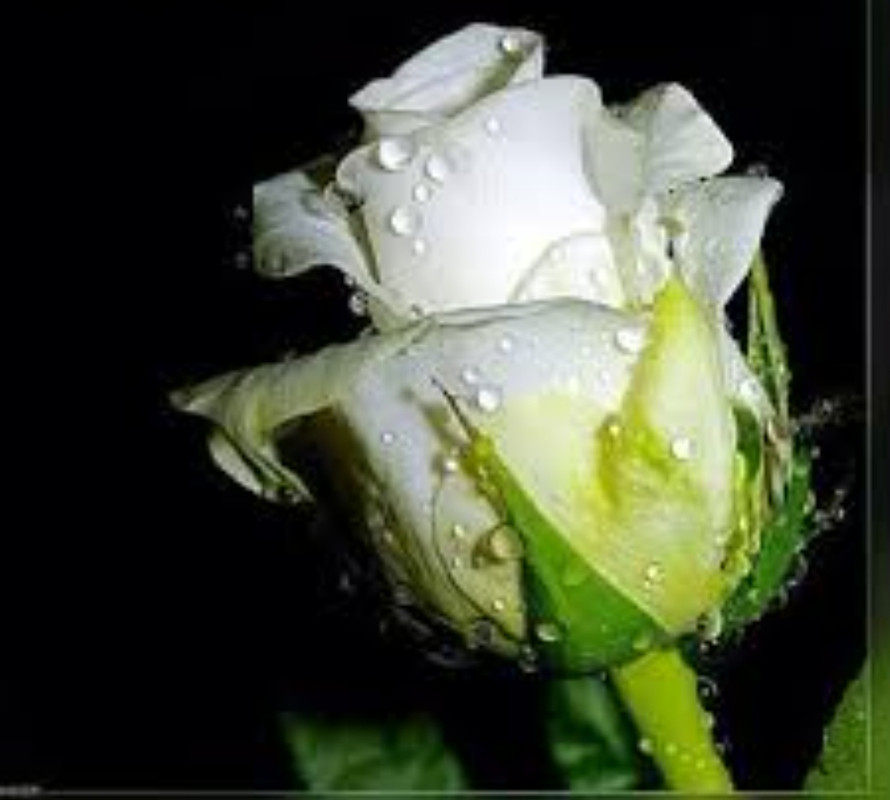 IMG_٢٠٢١٠٦٠٥_٢٣٤٩٥٠