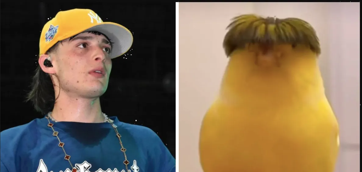 Pollito con corte de Peso Pluma se hace viral en Tik Tok