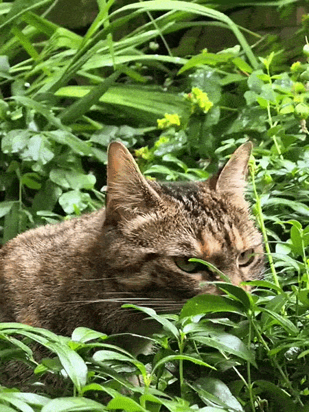 ezgif-6186c7258296b2a8.gif