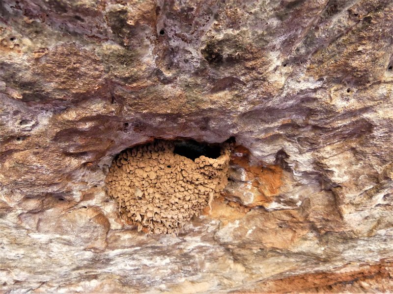 YACIMIENTO ARQUEOLOGICO DE TIERMES-16-2-2020 - Soria y sus pueblos-2010/2013/2020 (70)