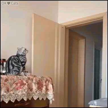 Amazing-Cat-GIF-Funny-long-prayer-before-an-amazing-jump-cat-gifs-com.gif