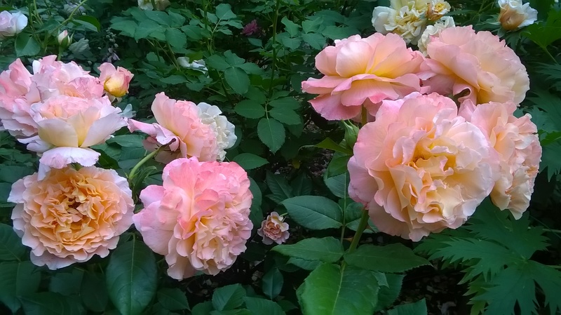 WP_20150615_20_07_17_Pro