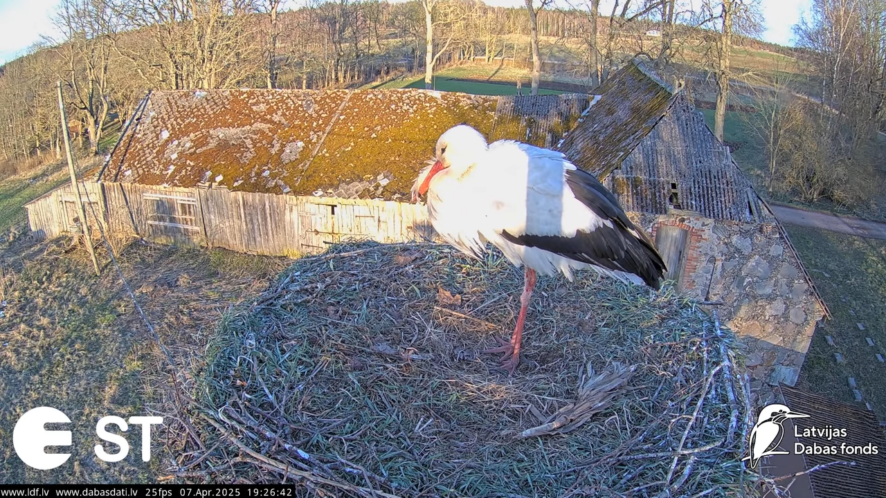 (7) Baltie stārķi (Ciconia ciconia) Tukuma novadā __ White storks in Tukums, Latvia - YouTube - 757_