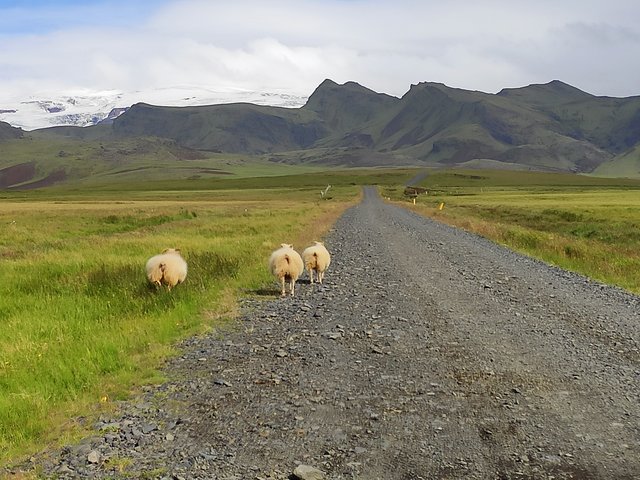 Islandia 2020: En autocaravana y sin coronavirus - Blogs de Islandia - --Día 5 (26 julio): Vik -Laufskálavarda - Eldhraun - Fjadrárgljúfur - Kirkjugólf (6)