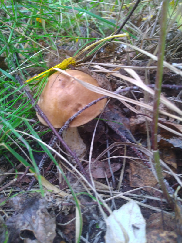IMG-20220915-151506.jpg