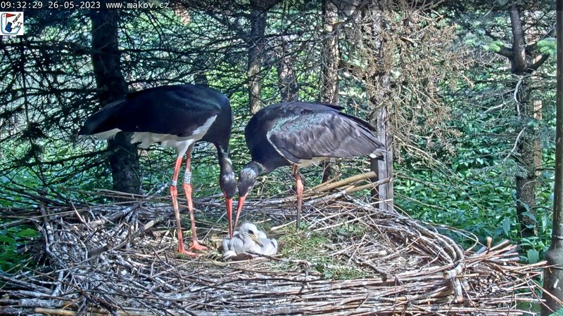 černí čápi hnízdo_26.05.2023_9_32 (2)