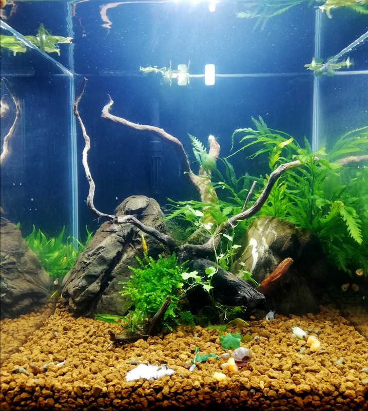 Caridinaio 30x30x30 (12)