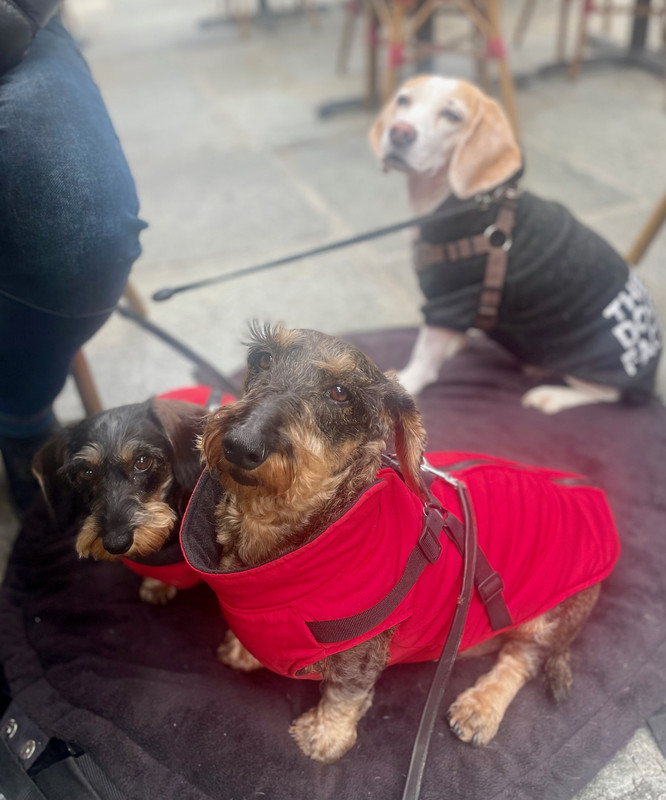 [Image: IMG-9219.jpg]