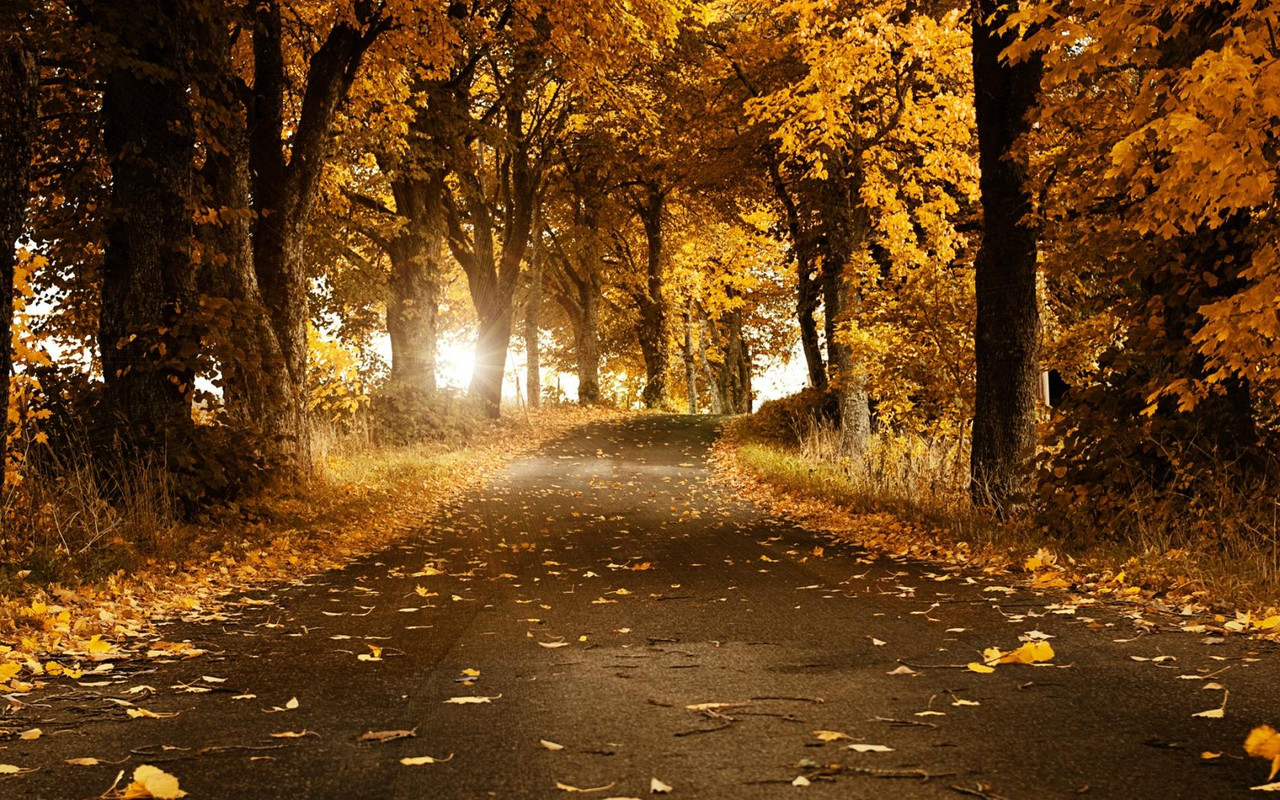 a3 yellow-tree-best-wallpapers-download