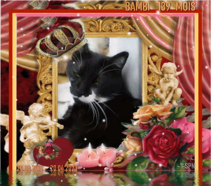 BAMBI-139-MOIS-GIF