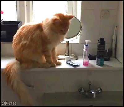 Crazy-Cat-GIF-Naughty-ginger-cat-knocks-over-everything-And-the-sink-becomes-a-bathroom-trash-can.gif