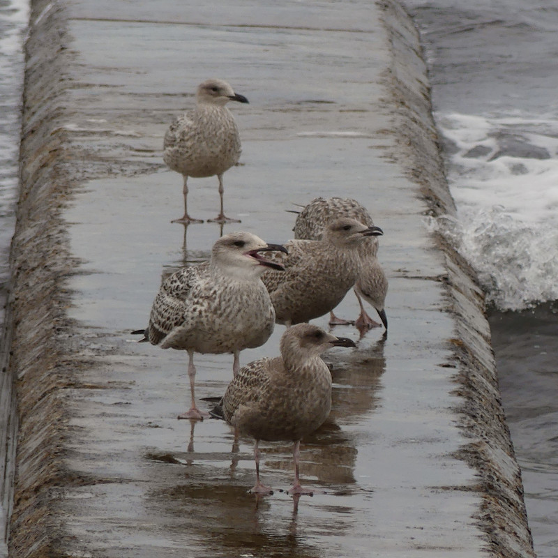 GULLS