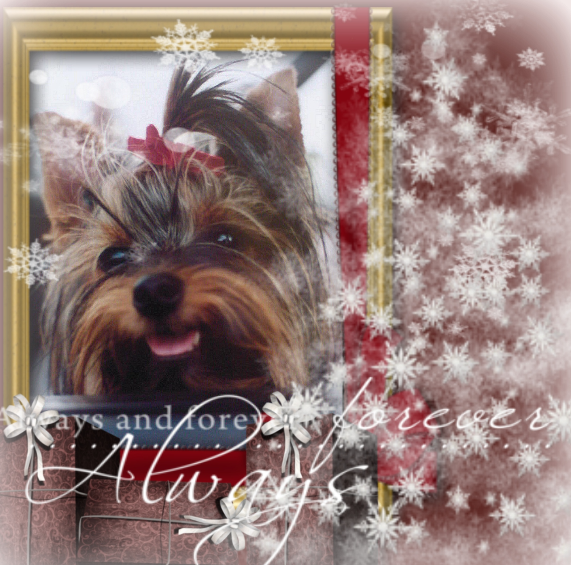 ZZZZZZZZ NOEL Amis 2