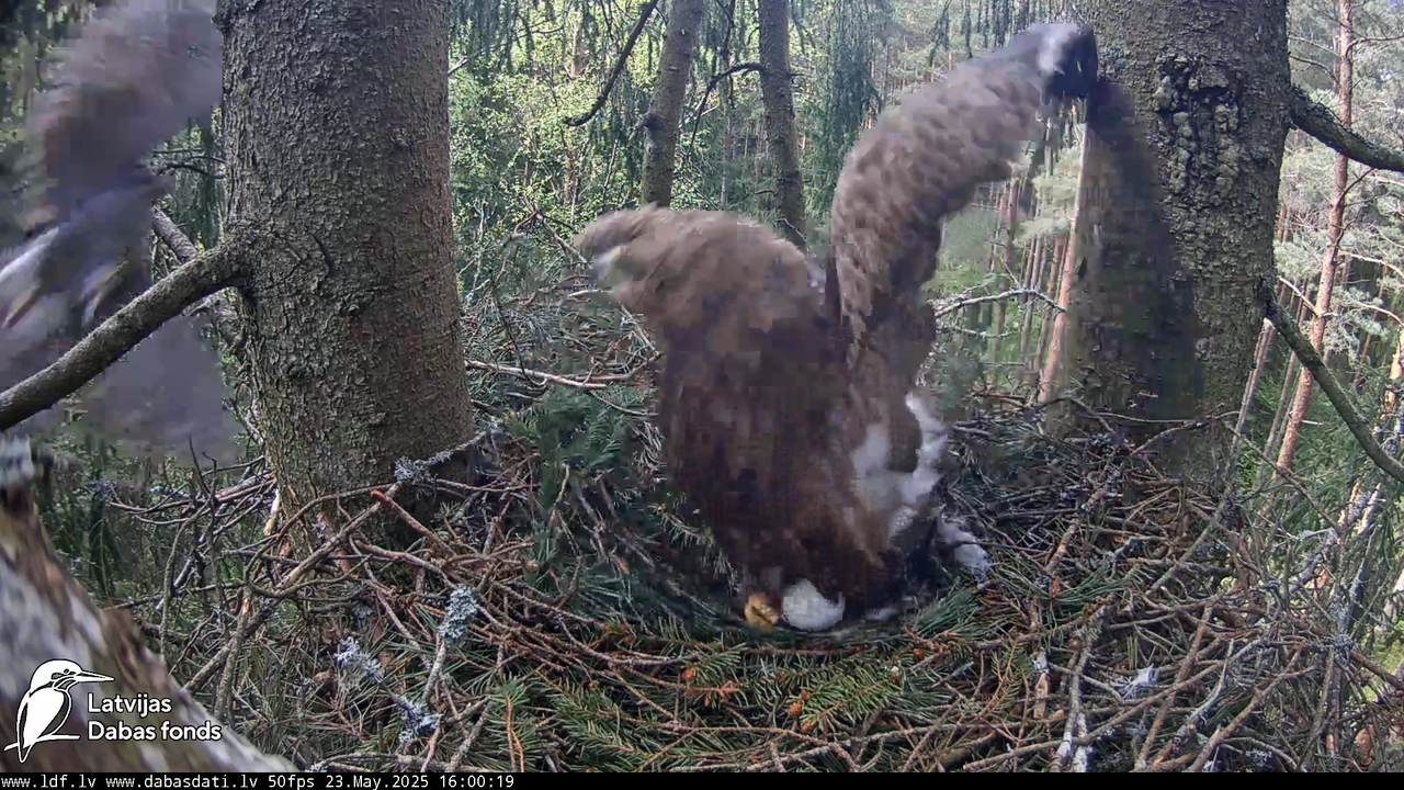 Mazais ērglis (Clanga pomarina), ligzda eglē __ Lesser spotted eagle in spruce, Zemgale, Latvia 13-1