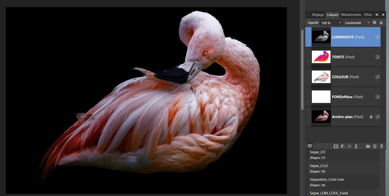 Flamand