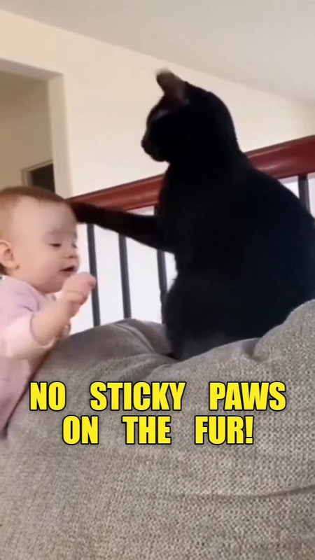 cats-begin-training-their-hoomans-from-an-early-age