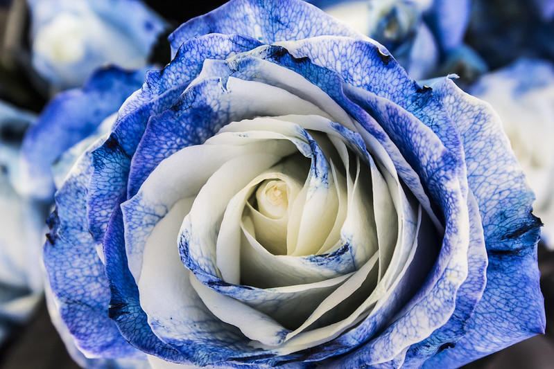 blueandwhiterosecentre.jpg