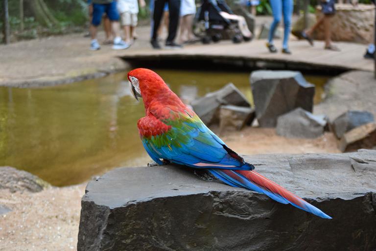 В джазе только девушки или аргентинско-бразильский калейдоскоп В джазе только девушки или аргентинско-бразильский калейдоскоп