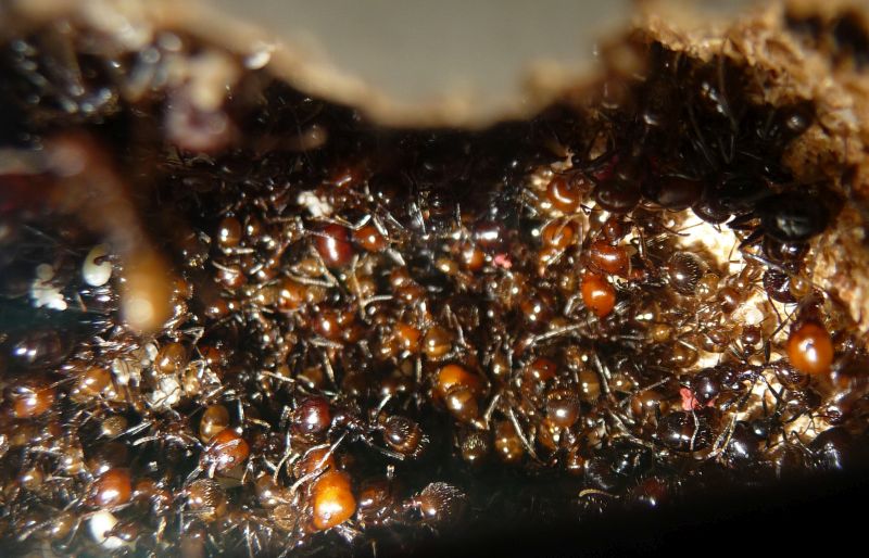 Messor-nest7.jpg