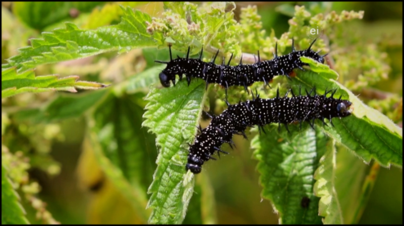 [Image: ldmr58ib9xv0.png]