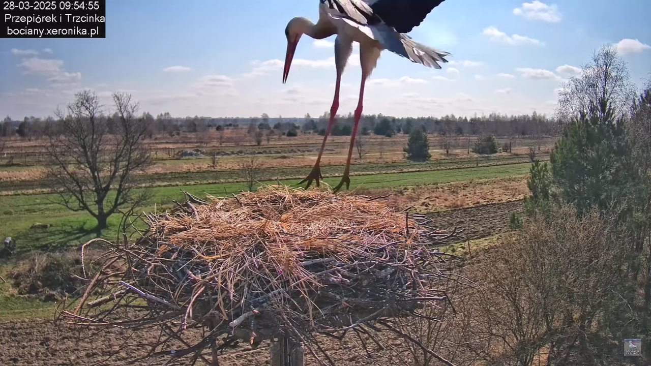 bociany28032025
