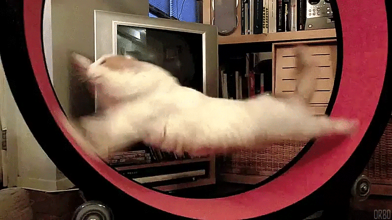 IMG-0332.gif