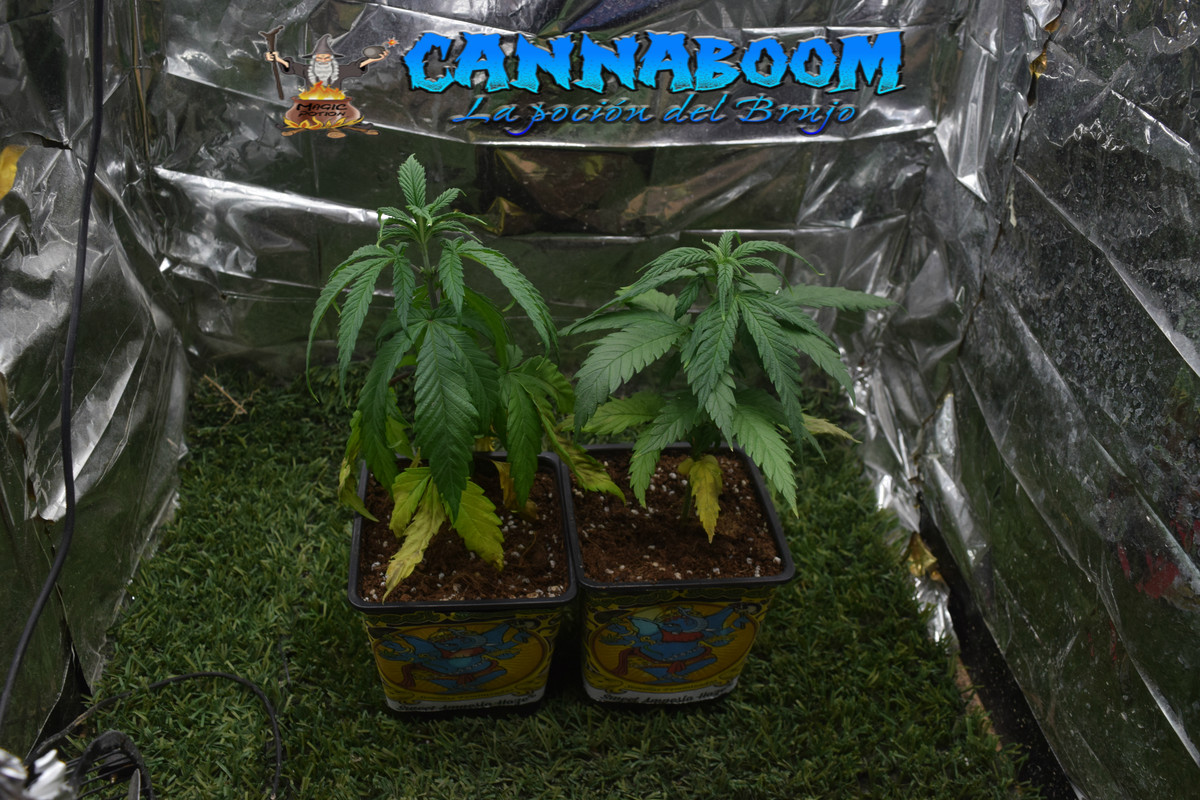 Concurso seguimientos Cannaboom línea basic- Novatonovel - Página 2 Grupo-sah