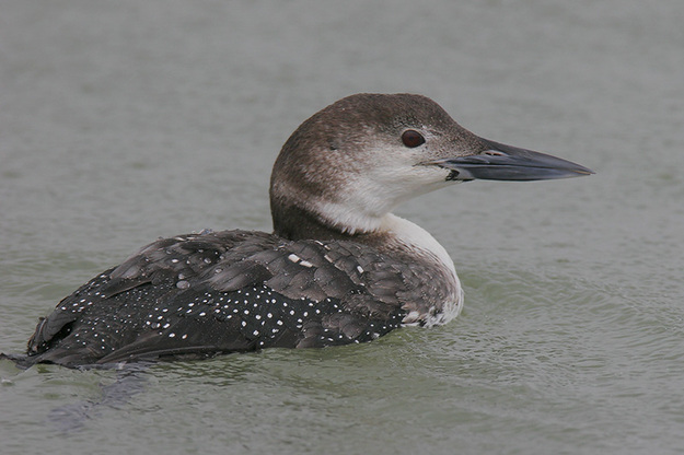 Commonloon-MG-1843web.jpg