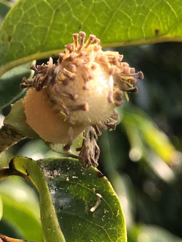 Guanabana Flowerc 112018