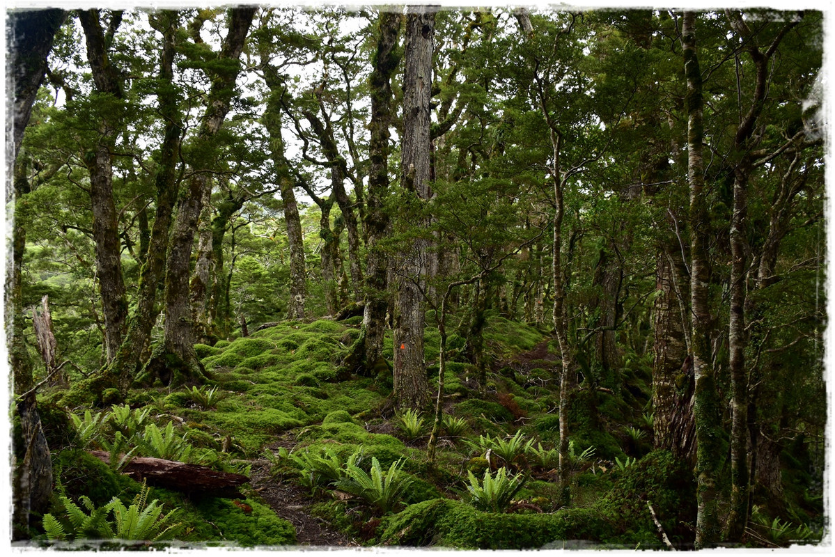 Fiordland NP: Humpridge Track (febrero 2021) - Escapadas y rutas por la Nueva Zelanda menos conocida (20)