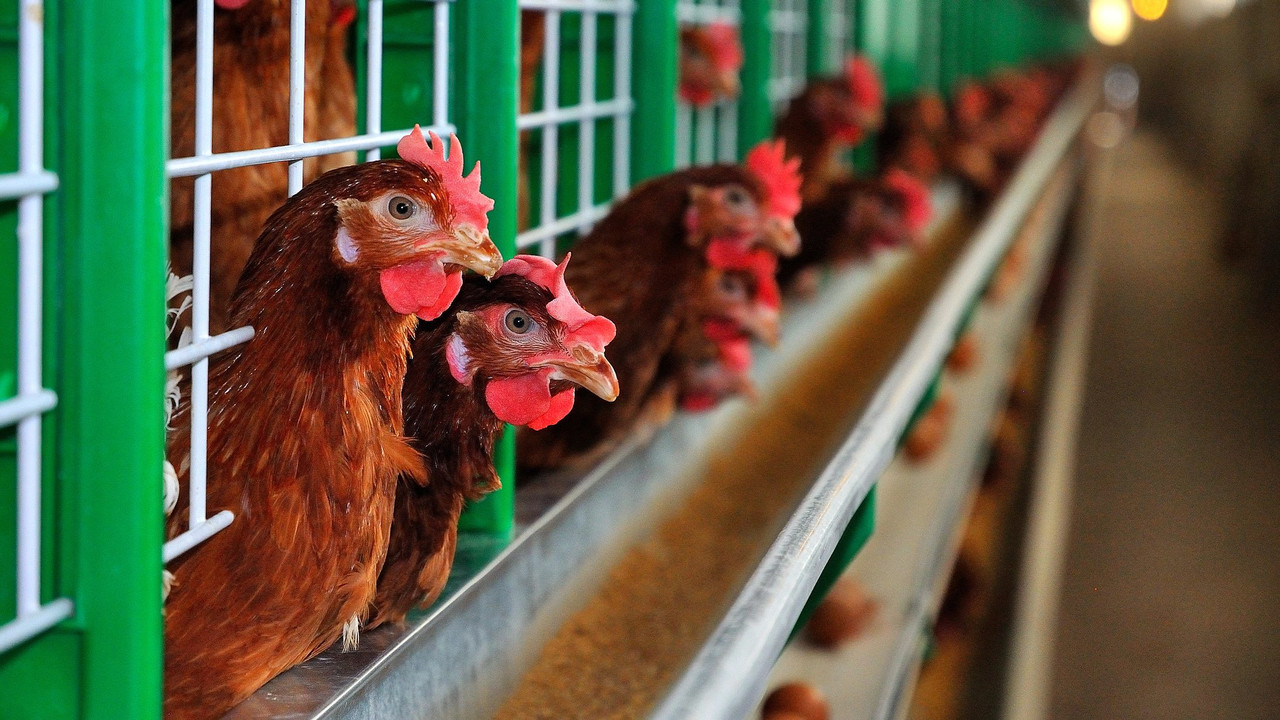 Клеточное содержание птицы