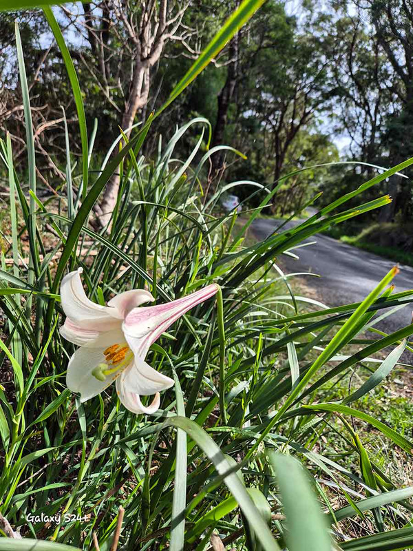 Taiwan lily