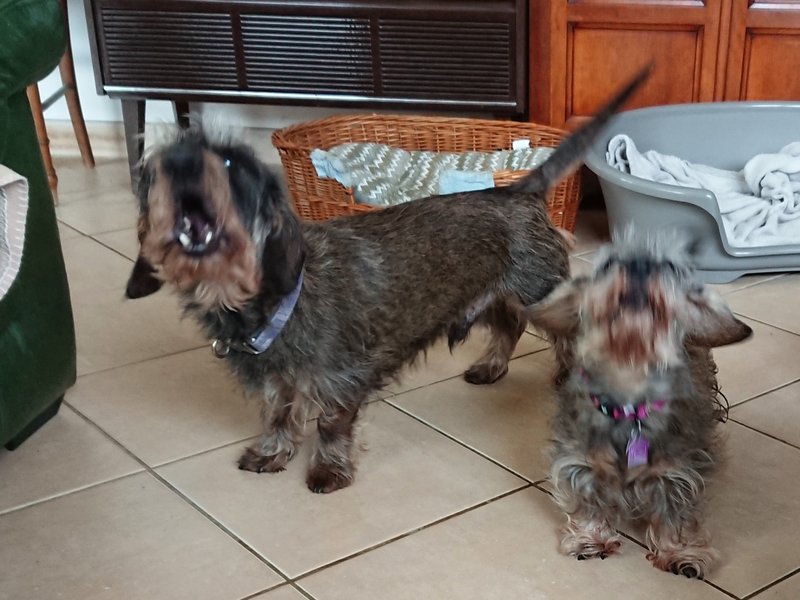 [Image: DSC-2523.jpg]